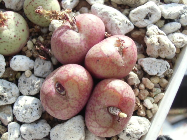 コノフィツム 八重垣姫 Conophytum Yaegakihime : ペットのことなども