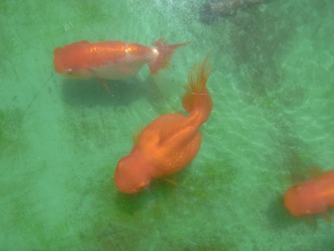 金魚 ペットのことなども 金魚 ペットのことなども