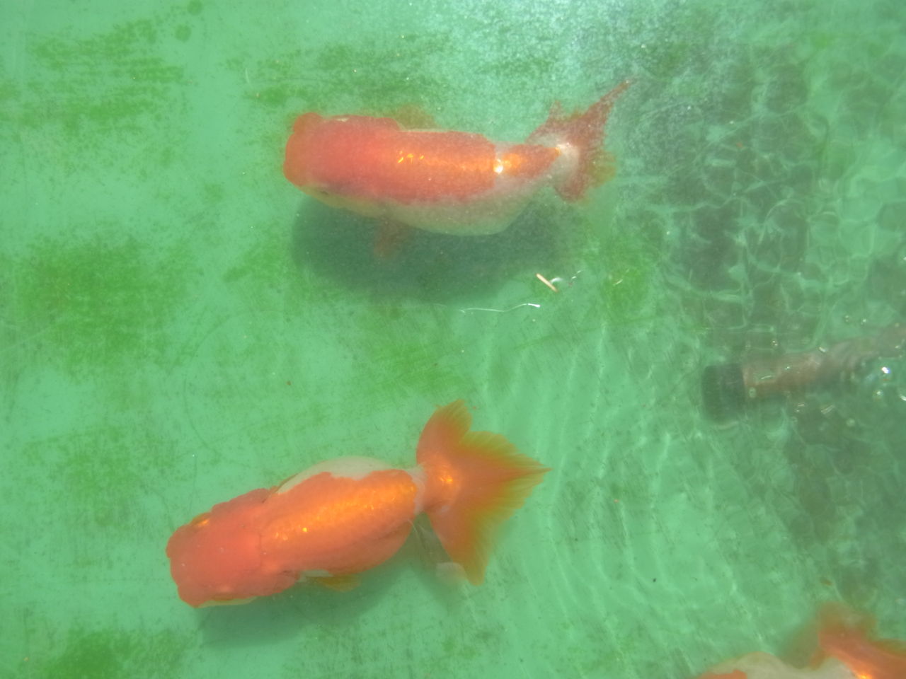 金魚 ペットのことなども 金魚 ペットのことなども