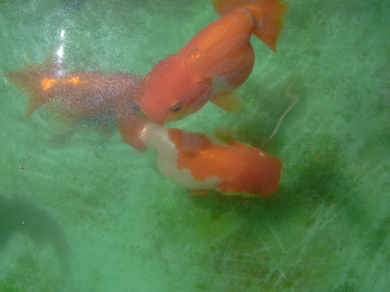 金魚 ペットのことなども 金魚 ペットのことなども