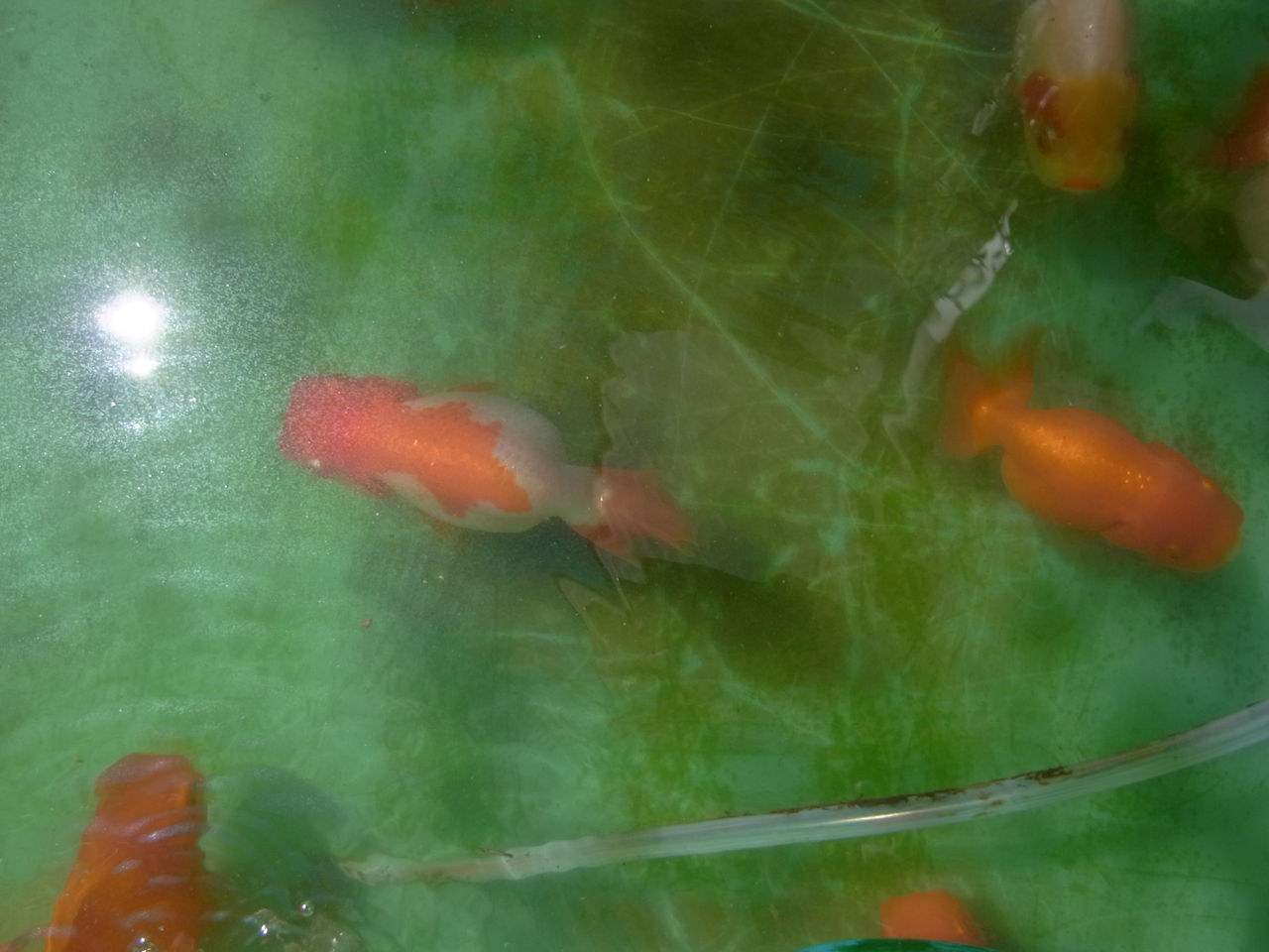 金魚 ペットのことなども