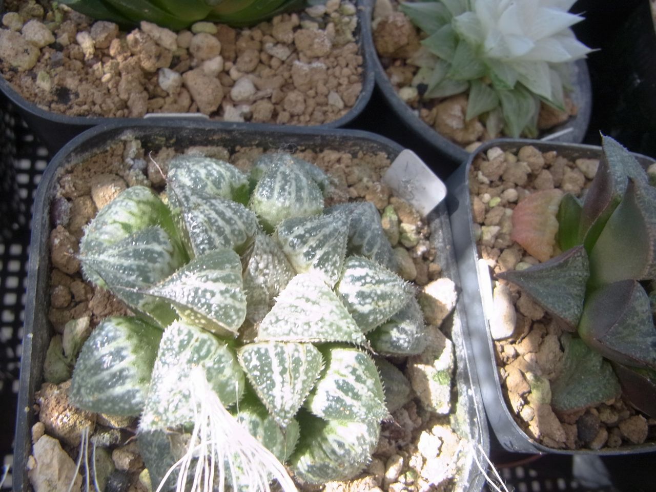 真夏入り ハオルチア ペットのことなども