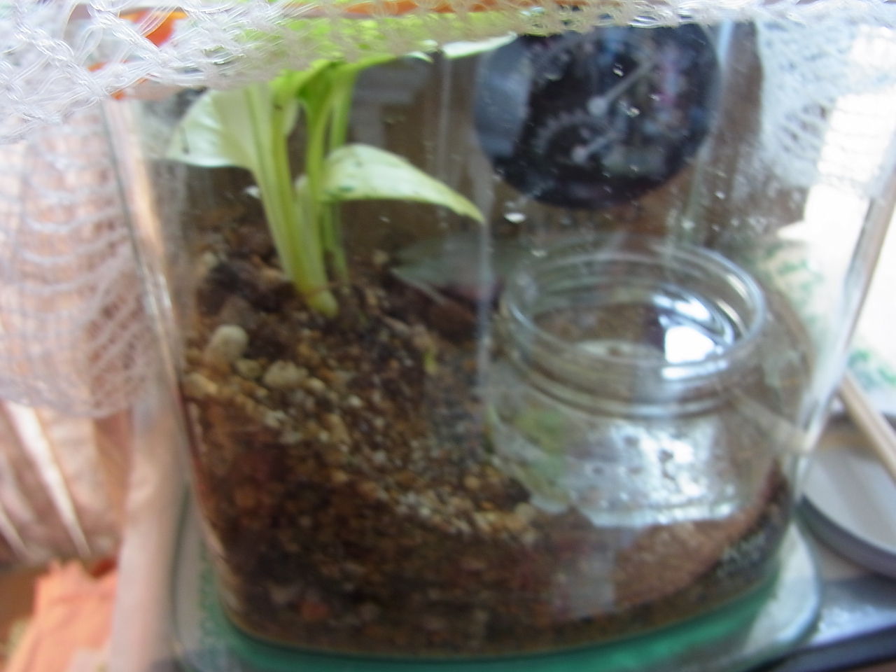 イエアメガエル 臭い対策にムダな抵抗 ペットのことなども