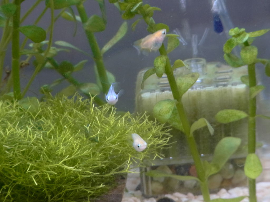 18年08月 ペットのことなども