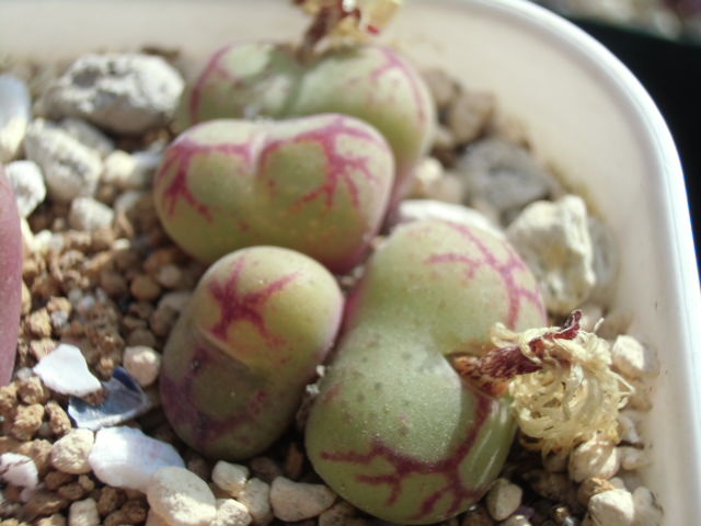 コノフィツム　八重垣姫交配種 コノフィツム 八重垣姫(Conophytum ficiforme f. Yaegakihime) 多肉