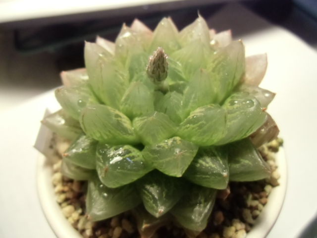 ハオルチア 光るオブツーサ 脇芽取り ペットのことなども