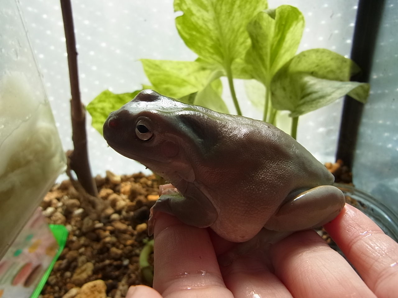 イエアメガエル ツノガエル ペットのことなども イエアメガエル ツノガエル ペットのことなども