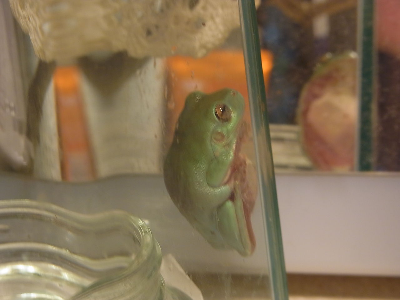 イエアメガエル 食べても消化できない物と ニオイについて ペットのことなども イエアメガエル 食べても消化できない物と ニオイについて ペットのことなども