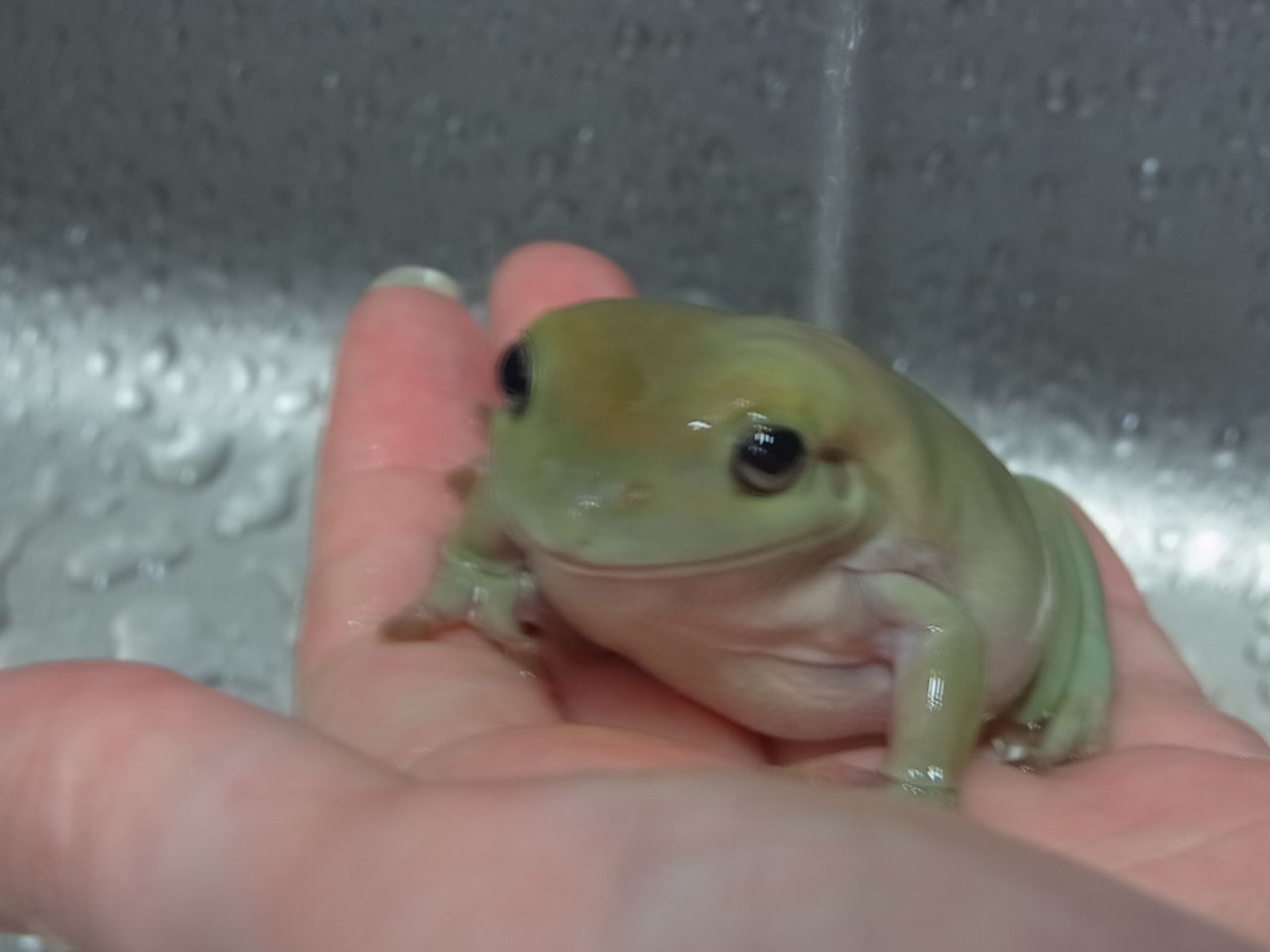 イエアメガエル ツノガエル ペットのことなども