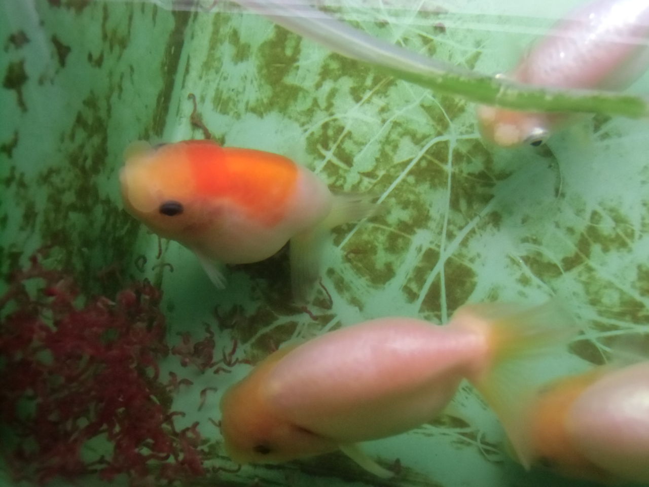 ふんたん 見せびらかしっこ 中編 ペットのことなども