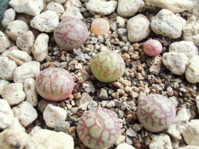 コノフィツム 八重垣姫 Conophytum Yaegakihime : ペットのことなども