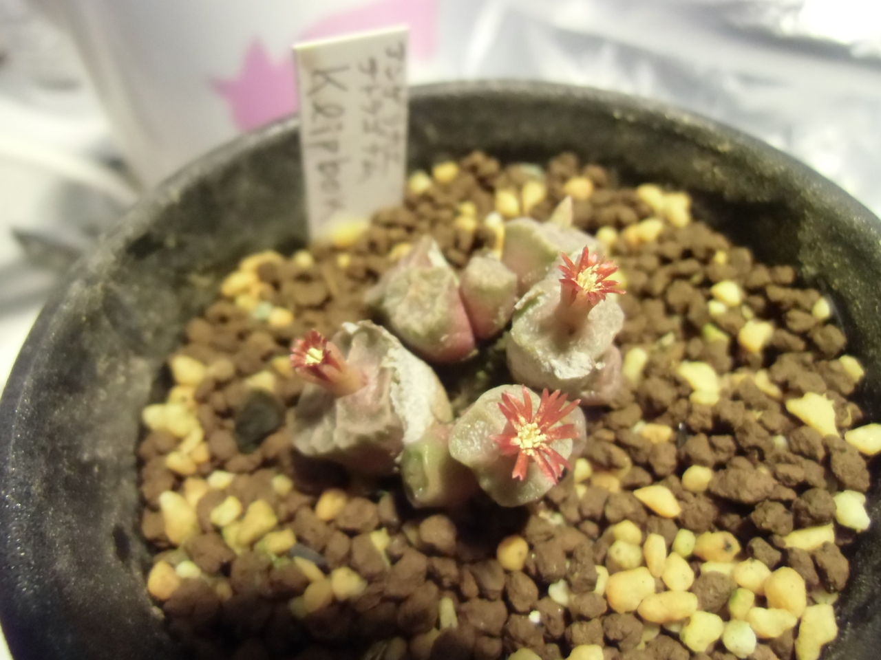 コノフィツム Conophytum angelicae ssp.tetragonum MG1410.654 ③
