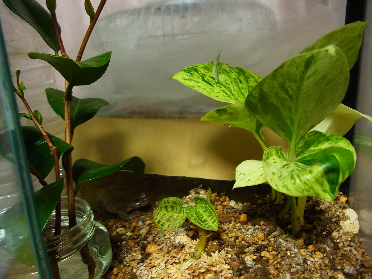 イエアメガエル ツノガエル ペットのことなども