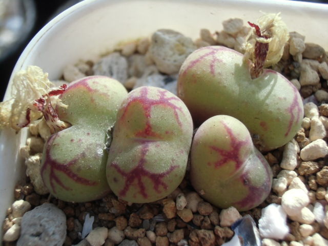 コノフィツム 八重垣姫 Conophytum Yaegakihime : ペットのことなども