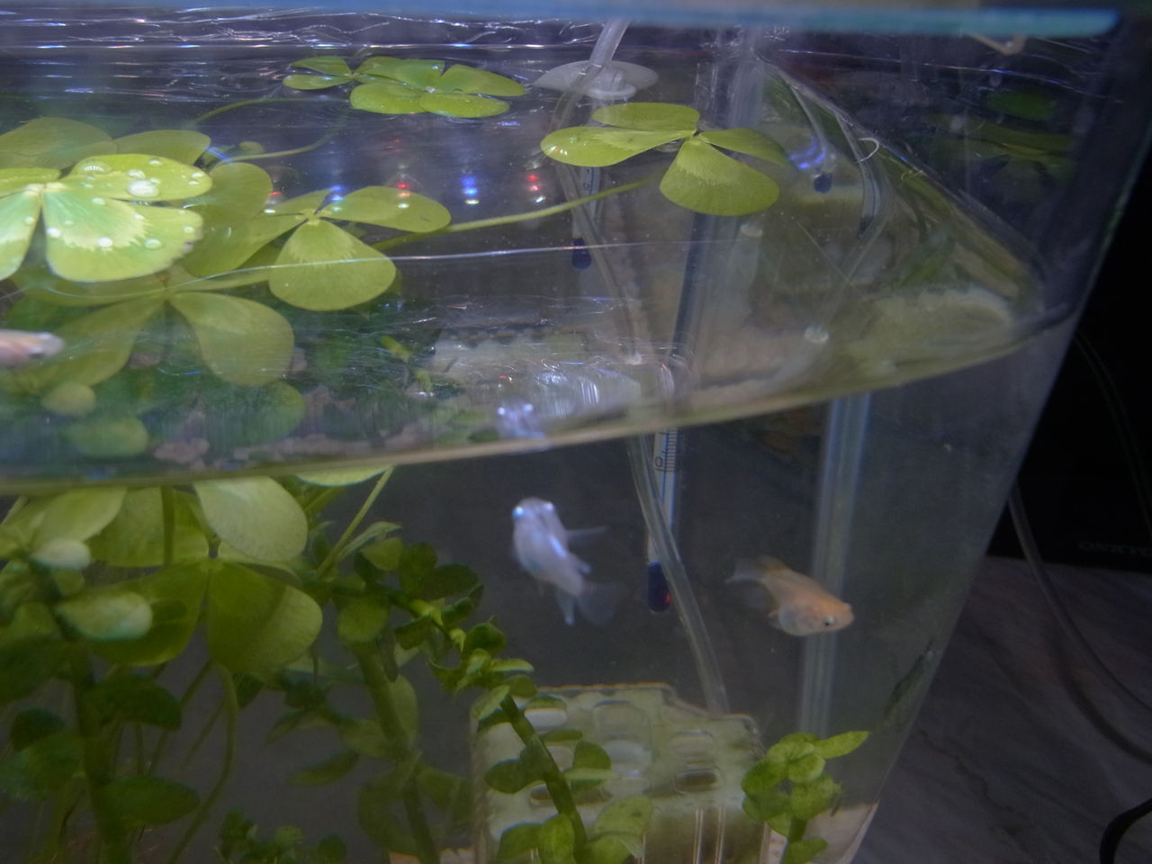 18年08月 ペットのことなども