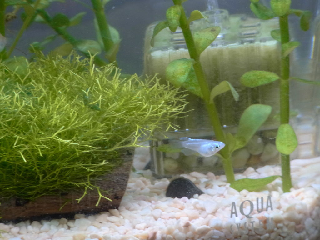 18年08月 ペットのことなども