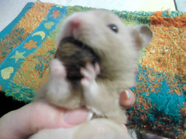 ゴールデンハムスター カラーハム ペットのことなども