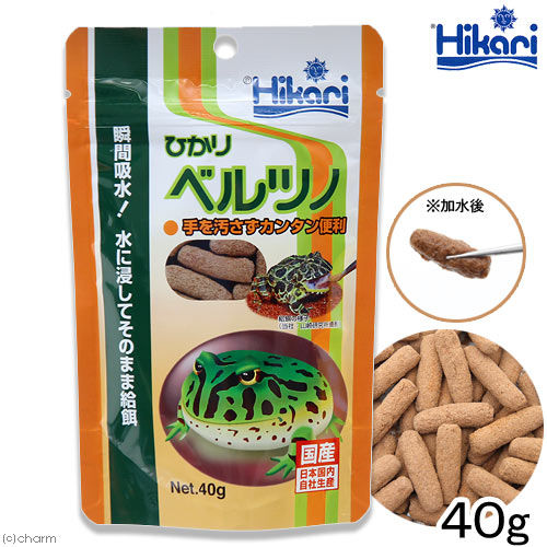 イエアメガエル ツノガエル ペットのことなども イエアメガエル ツノガエル ペットのことなども