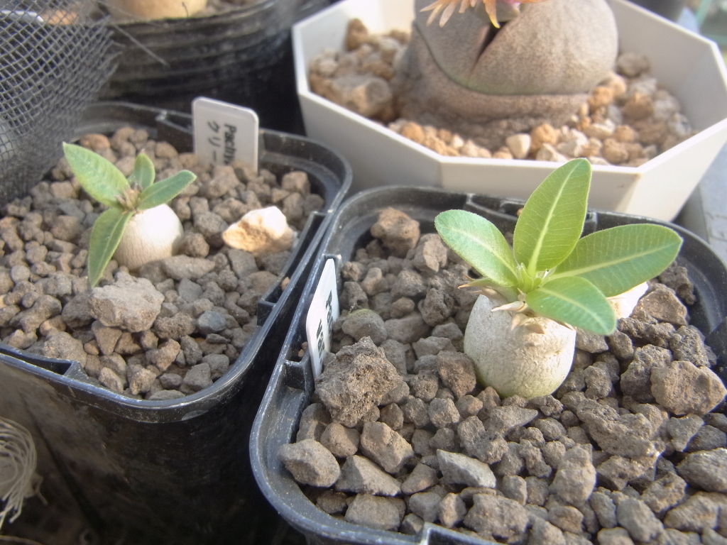 パキポディウム エブレネウムの花は白 ペットのことなども