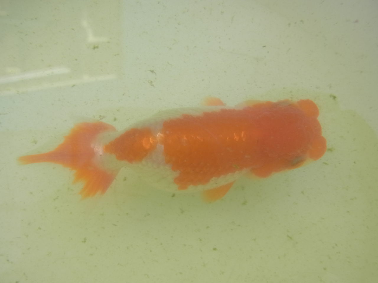 金魚 ペットのことなども 金魚 ペットのことなども