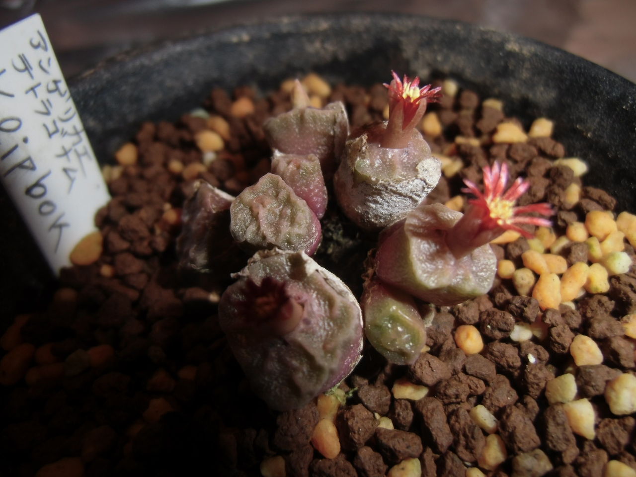 コノフィツム Conophytum angelicae ssp.tetragonum MG1410.654 ③