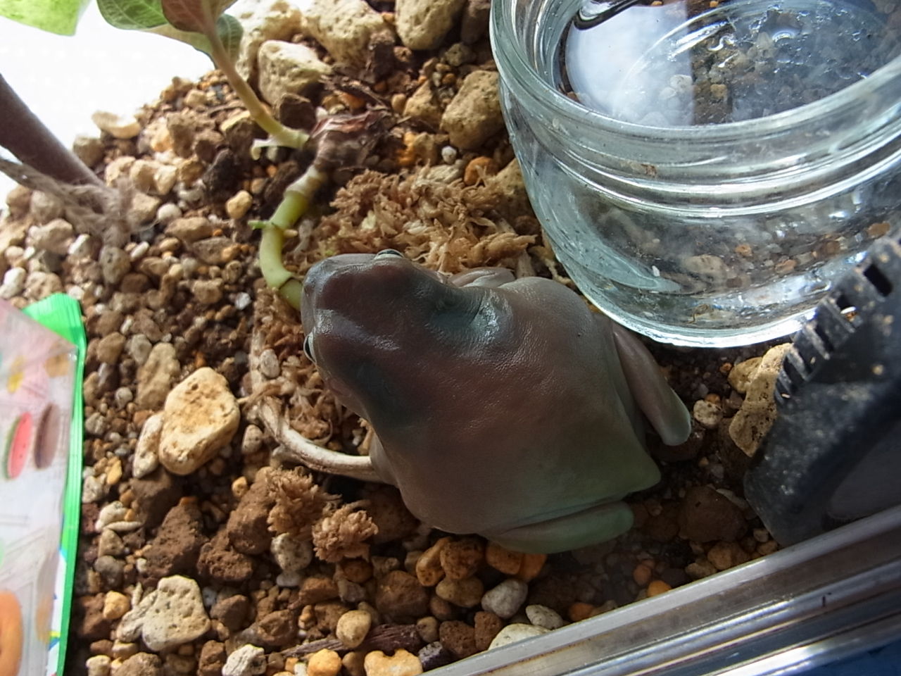 ツノガルのパンジーに異変が ﾟdﾟ と イエアメガエル ペットのことなども