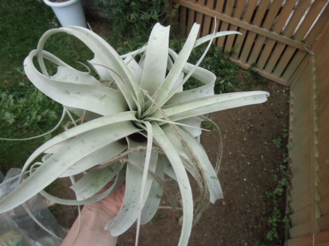 チランジア キセログラフィカ 失敗 T T ペットのことなども