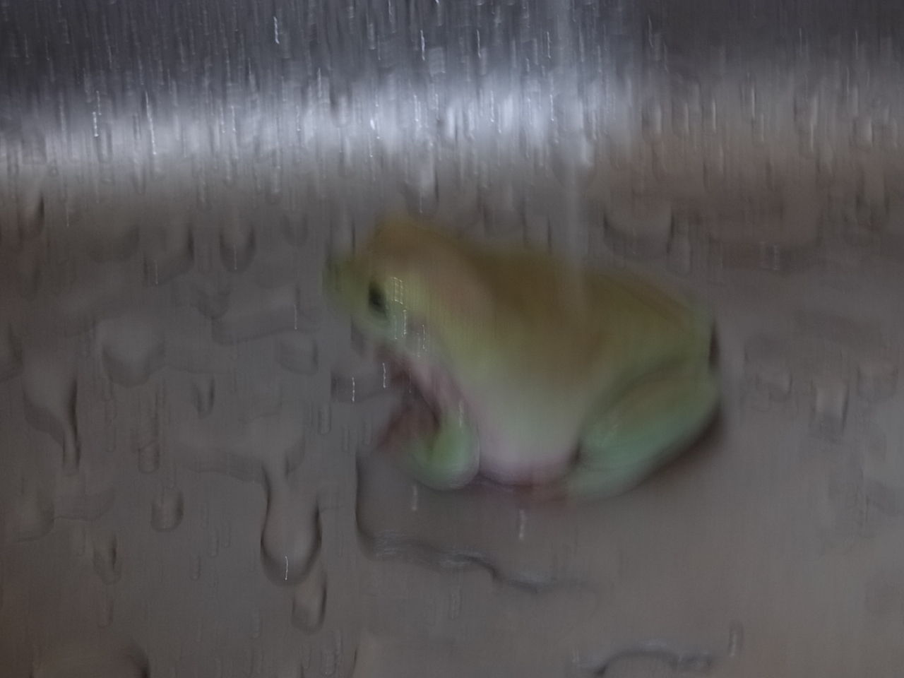 イエアメガエル ツノガエル ペットのことなども