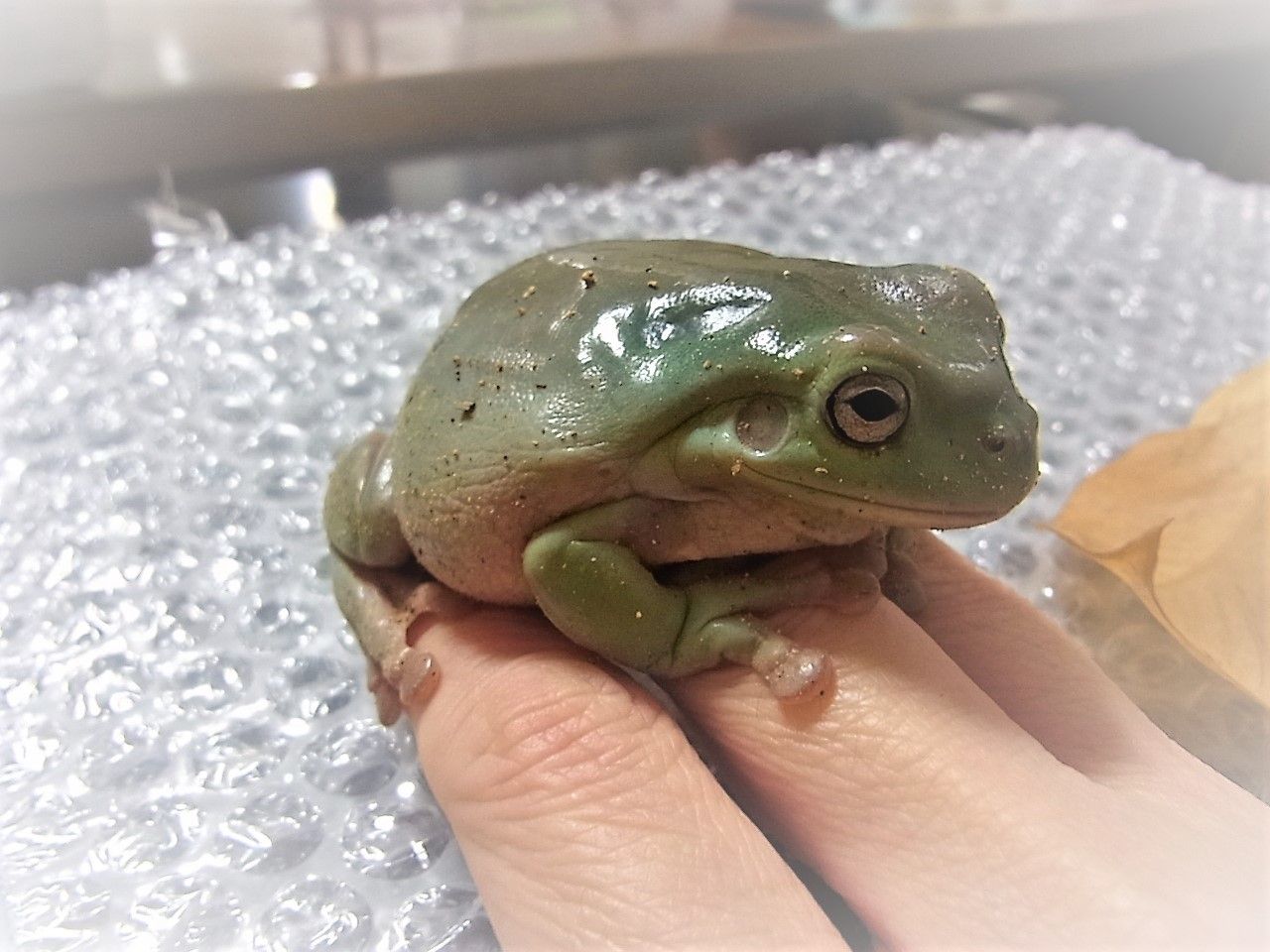 16年11月 ペットのことなども