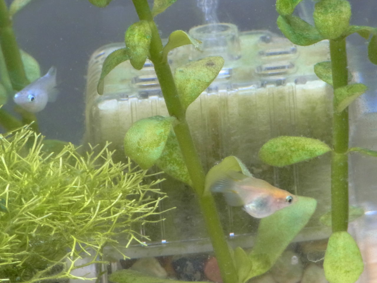 18年08月 ペットのことなども