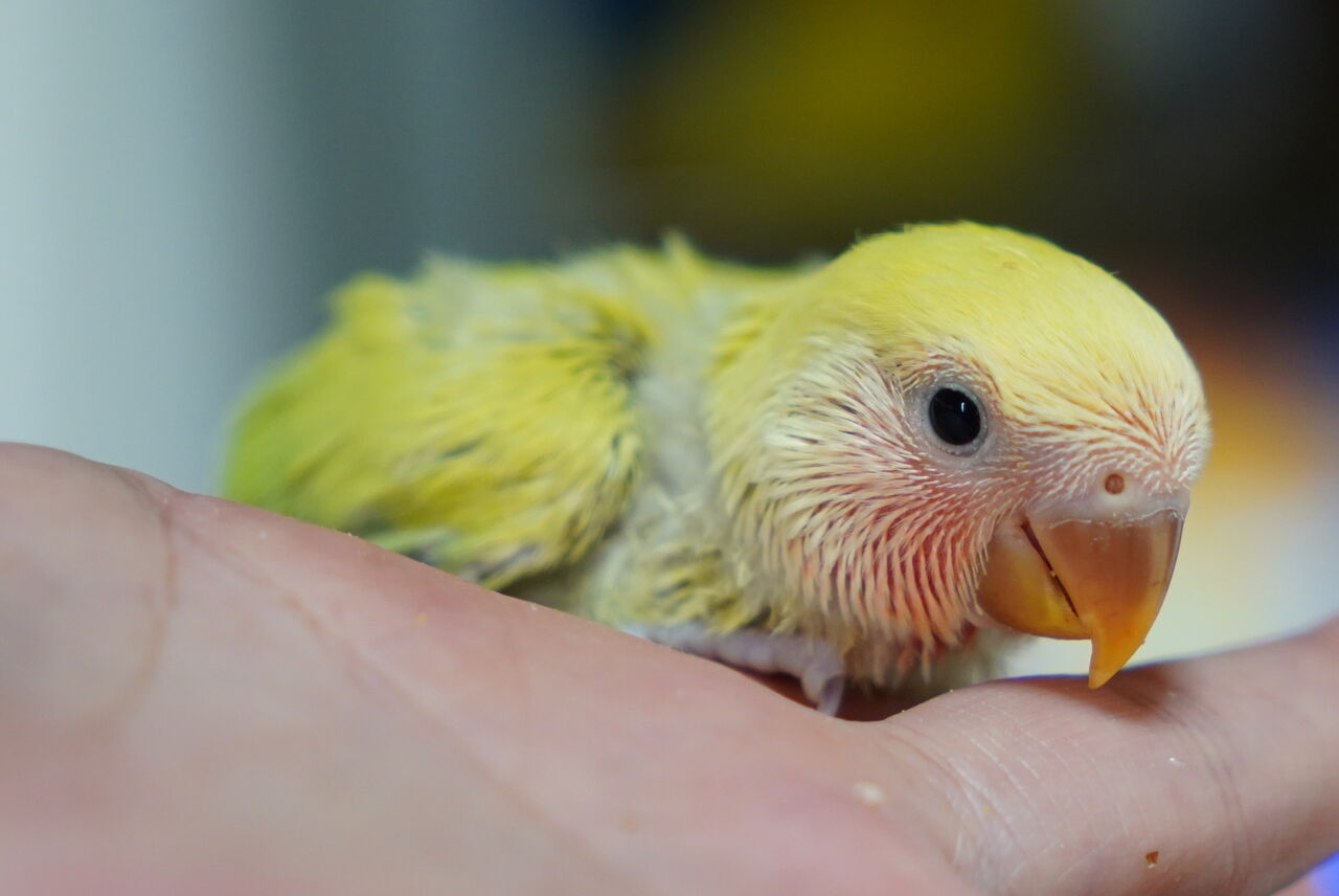 先日お迎えしたコザクラインコ雛 24日齢 Eru Syarakuのblog 先日お迎えしたコザクラインコ雛 24日齢 Eru Syarakuのblog