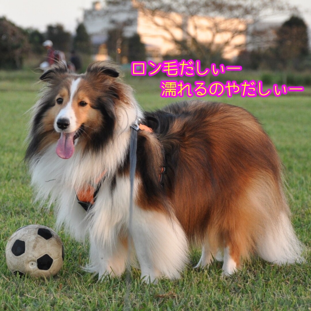 水遊びするワンコ しないワンコ えるきりシェルティ