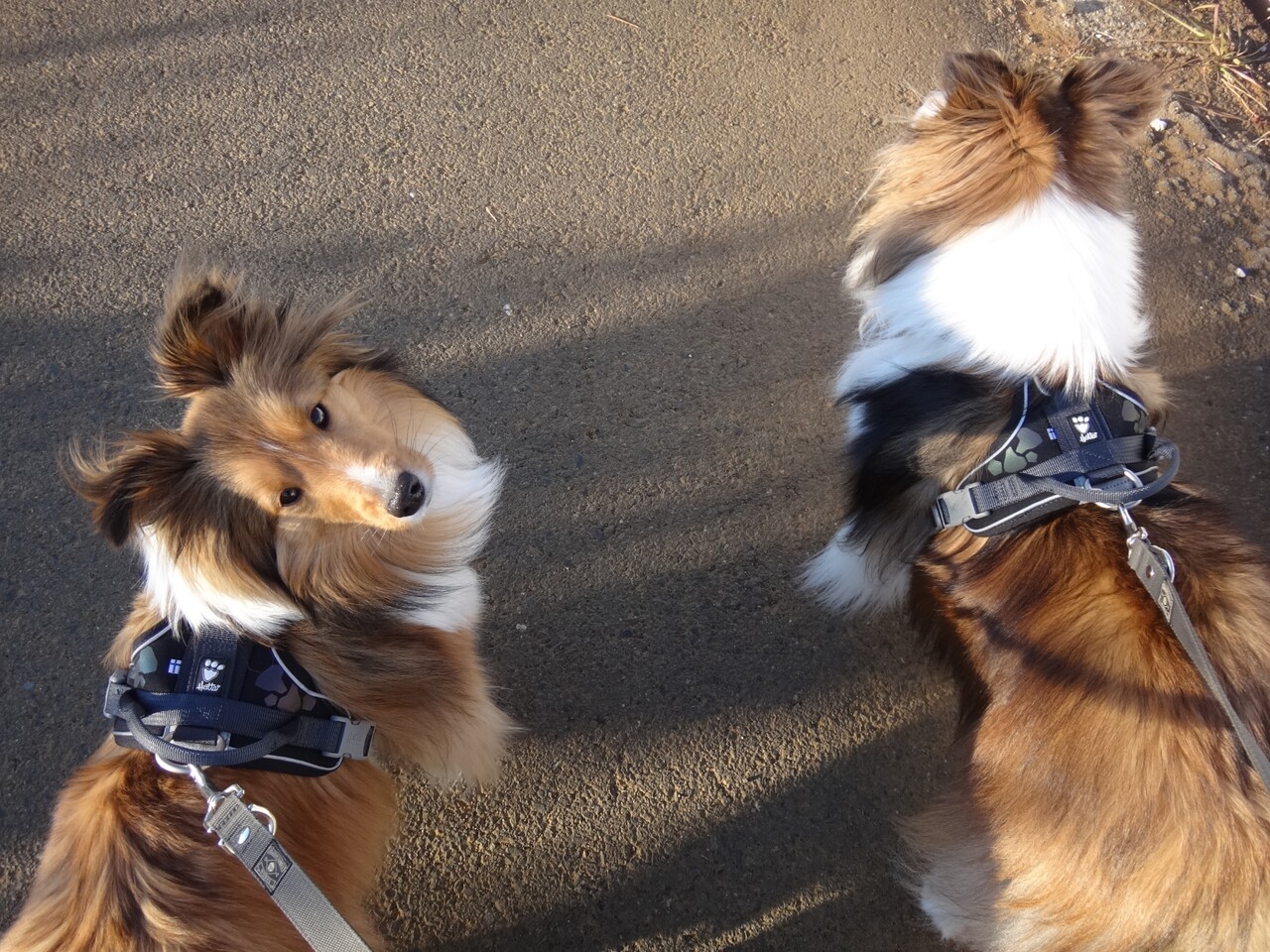 散歩中のアイコンタクトって どんな理由なんだろう えるきりシェルティ