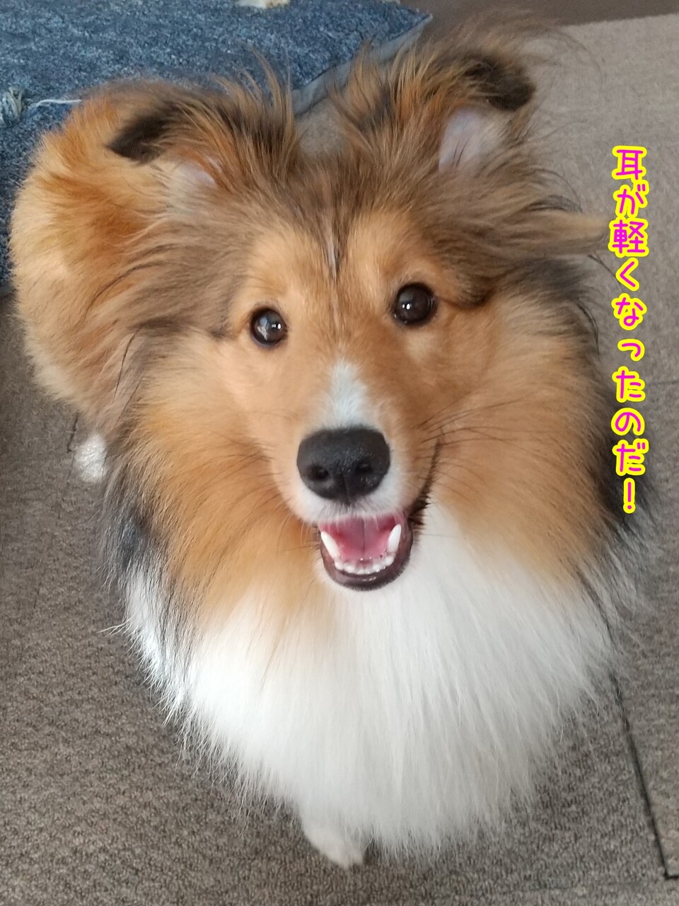 ペットの毛いれ 折れ耳 シェルティ コリー 犬の毛 遺毛 その他