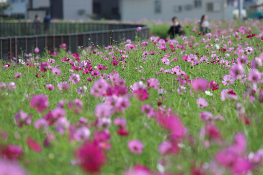 �֤���ɵܲ��֣��������ɤ�륳���⥹