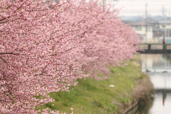 鷲宮の桜20160305-3