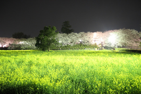 幸手権現堂の夜桜と菜の花 3月28日