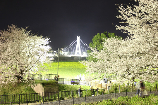 幸手権現堂の夜桜と菜の花と外野橋 3月28日