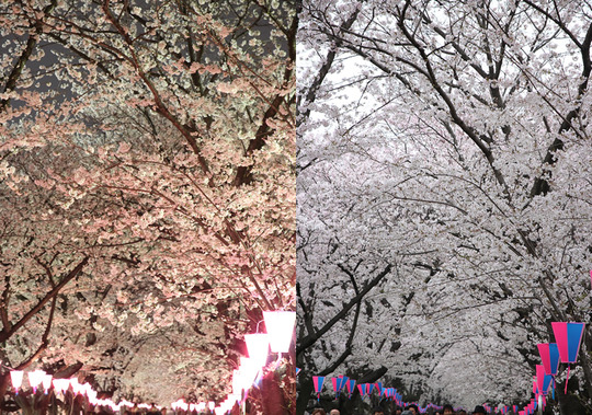 幸手権現堂 夜桜と昼間の桜 3月28日と3月31日