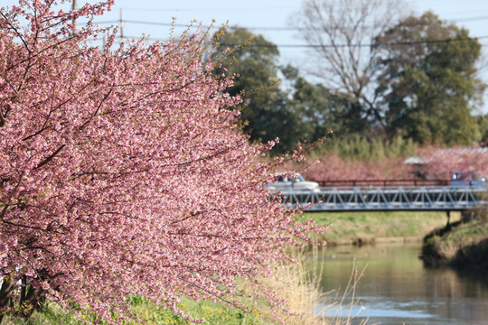 鷲宮青毛掘りと河津桜