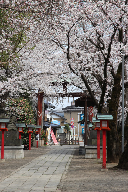 鷲宮神社境内から見た桜 2013年3月28日