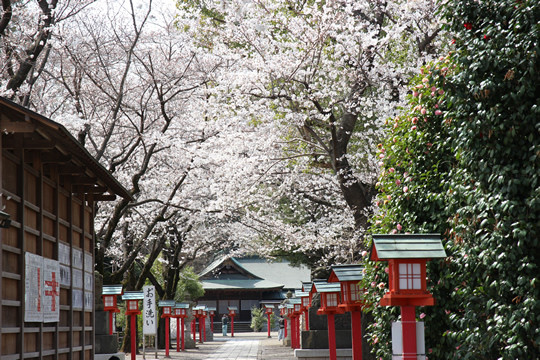鷲宮神社境内の桜 2013年3月26日
