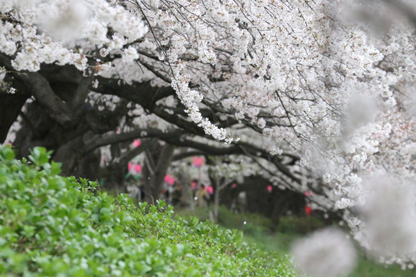 幸手権現堂 桜20150404-6