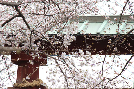 鷲宮神社鳥居近くの桜