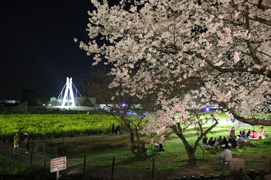 幸手権現堂の夜桜2014-01