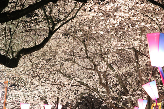 幸手権現堂の夜桜の屋根 3月28日