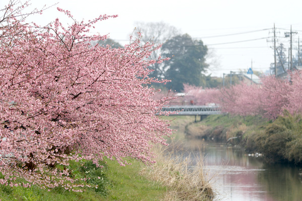 鷲宮の桜20160305-1