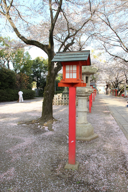 鷲宮神社境内に散る桜の花びら 2013年4月4日