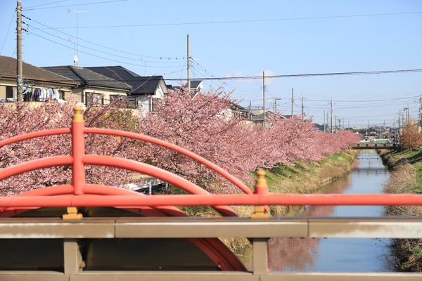 鷲宮の河津桜(久喜市鷲宮青毛堀川)平成31年3月9日-2