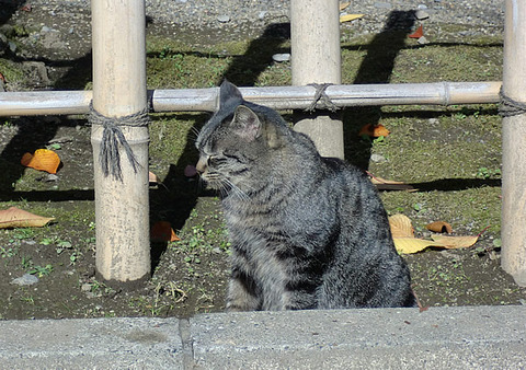 ばか